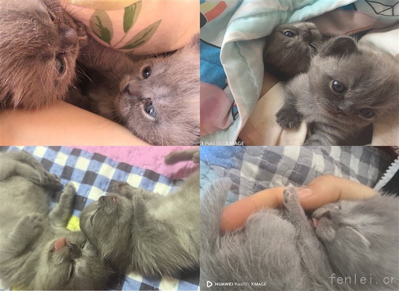 小蓝猫来袭！快来领走你的专属小萌物吧！宠物哦，喜欢爱猫的来找我，超级粘人，特别可爱，出售